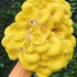 Organic Golden Oyster Mushroom Liquid Culture Syringe